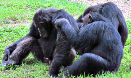 chimp grooming