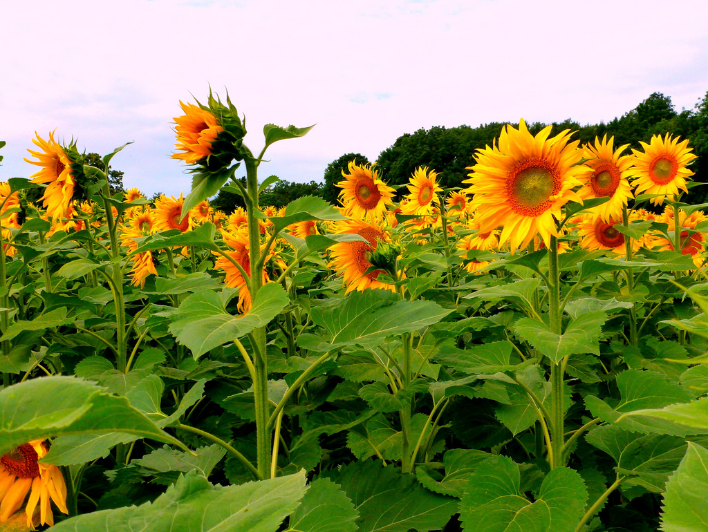 Rosa Dik 009 -- on & off/Flickr Creative Commons