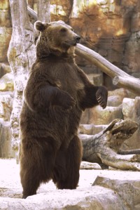 cesarastudillo, Flickr Creative Commons