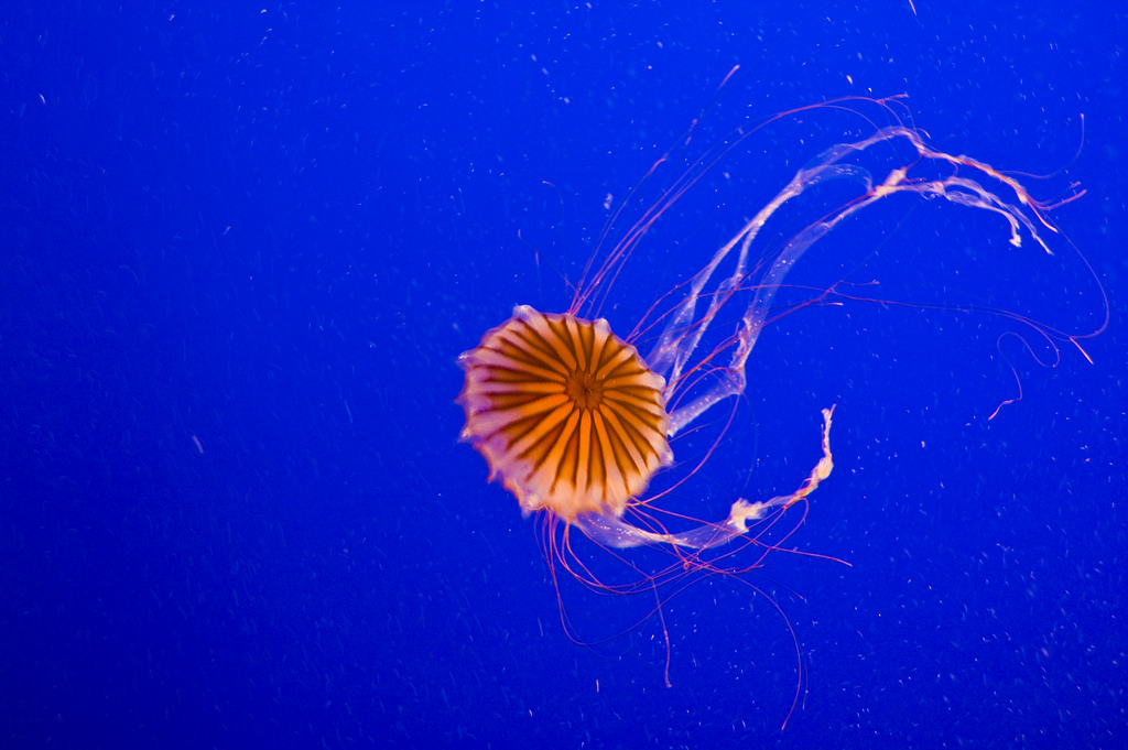Jellyfish